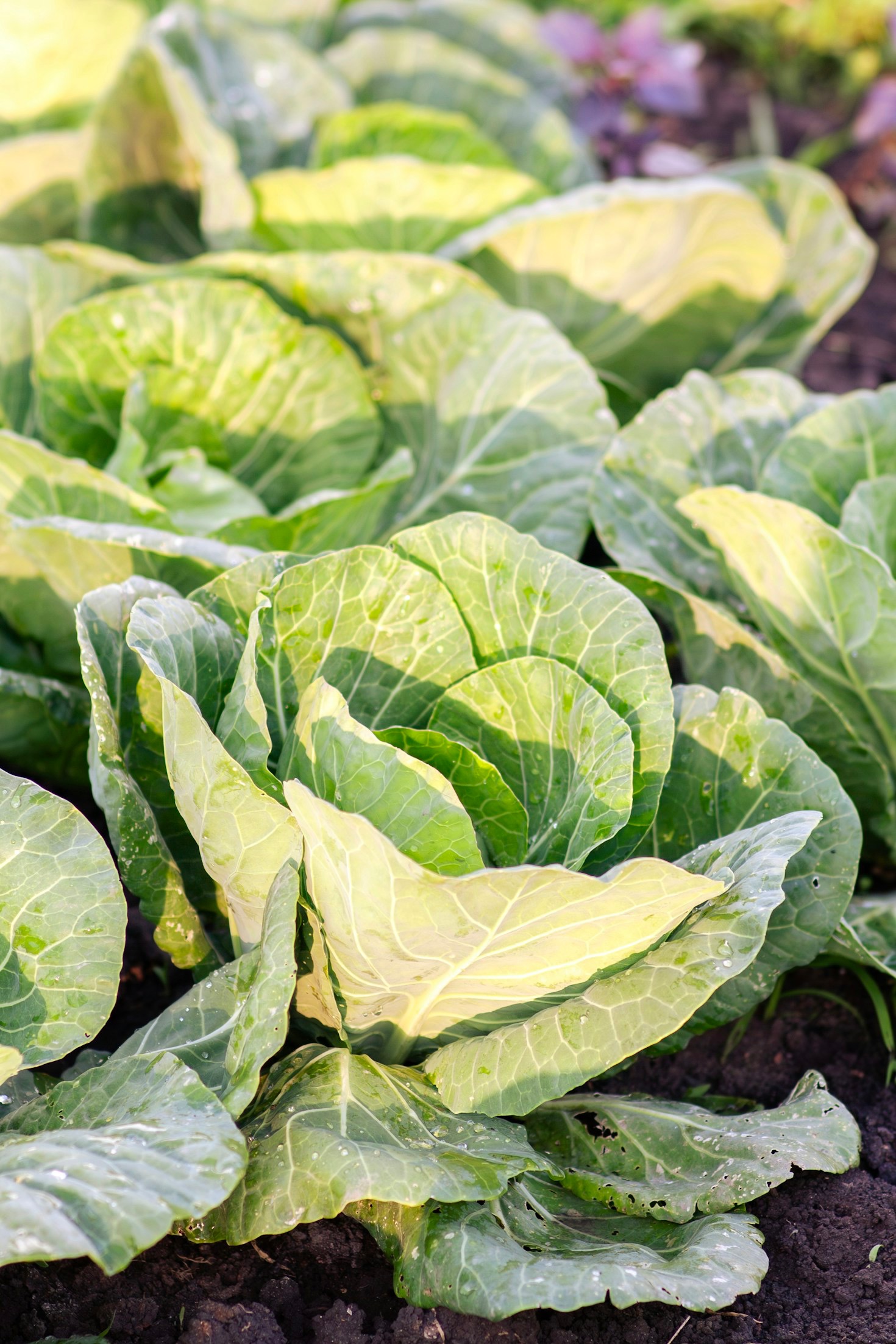 The Role of Education in Environmental Awareness